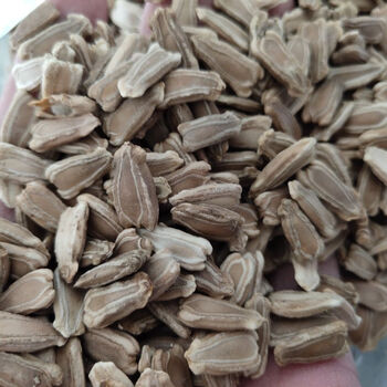 葫芦籽 中药材苦葫芦籽 中草药 苦葫芦籽 葫芦子