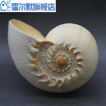 abdt大海螺可听大海的声音黄金螺贝壳能吹响海螺号居家装饰工艺品礼物