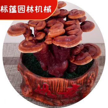物鲜仙子成品灵芝盆景盆栽观赏室内客厅办公桌创意装饰趣味种植活菌包 如意吉祥(观赏定型) 含盆【图片 价格 品牌 报价】-京东