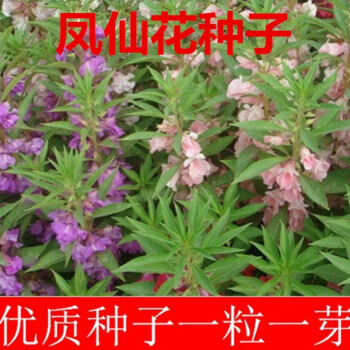 凤仙花种子指甲花急性子凤仙透骨草种子凤仙花种子一斤 图片价格品牌报价 京东