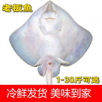 鮮凍整條老闆魚魔鬼魚鰩魚老子魚華魚孔鰩新鮮冷凍發