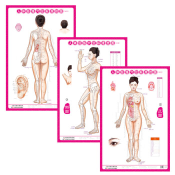 人体经络穴位标准挂图（女性）（3张）中医人体经络挂图 家庭保健养生医学 人体医学挂图