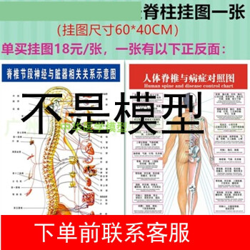 人体模型   脊柱骨盤股関節  脊柱模型　83cm