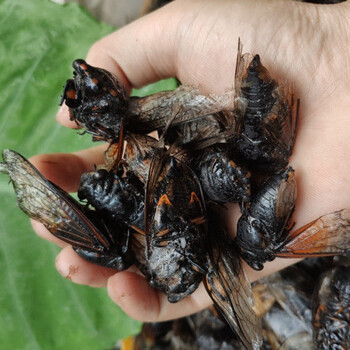 猴黑蝉精选速冻黑蝉1斤4斤多规格老蝉成蝉食用黑知了新鲜2000克4斤约