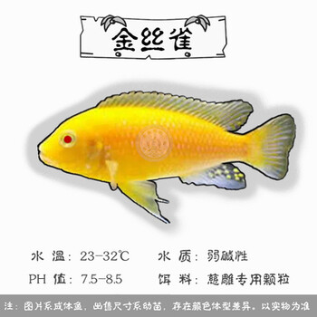 中小型观赏鱼三湖慈鲷鱼马鲷坦鲷杂鲷岩栖雀鲷王子阿里活体鱼明黄色3 5cm 图片价格品牌报价 京东