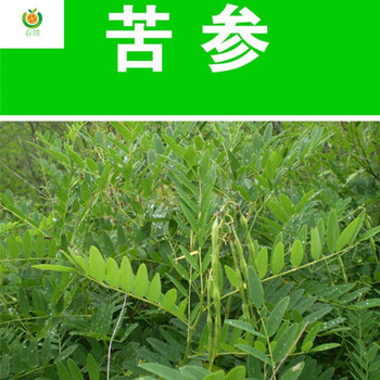 新鲜苦参现挖整根地槐条好汉枝山槐根1斤鲜挖苦参