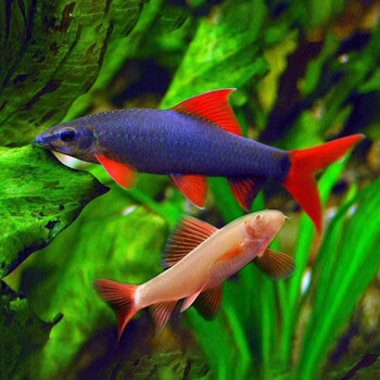 金苔鼠活体鱼鱼缸垃圾清洁鱼黄金鱼热带观赏鱼工具鱼活体彩虹鲨鱼67cm