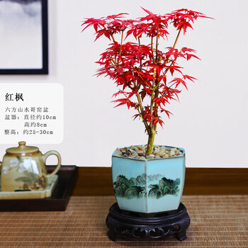 盆栽　楓　小品盆栽 小品盆栽-銀楓盆景野趣小品盆栽Rustic Charm Bonsai｜盆栽/植栽