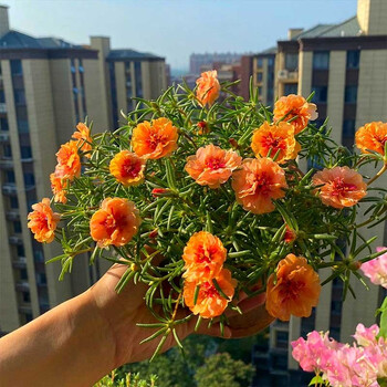 花籽四季开花室内花卉易活室外种孑花种籽子太阳花珊瑚色重瓣2万粒肥