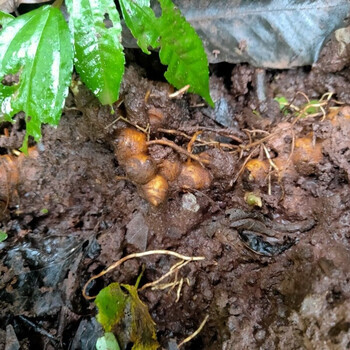 花姬 八角莲苗 ,六角莲,山荷叶,旱八角,江边一碗水,八角莲种苗一苗