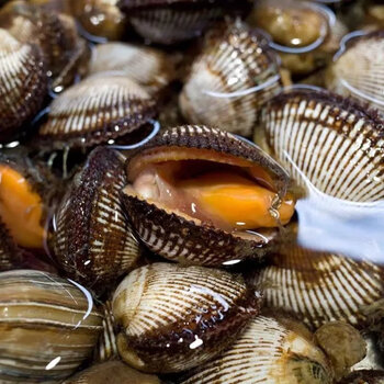 海鲜水产>贝类>其他贝类>森图鲜>森图鲜鲜活毛蛤蜊鲜活毛蚬血蛤毛蚶