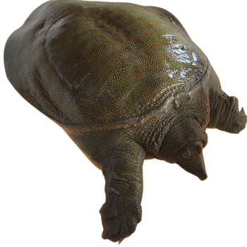 江西南丰外塘5年老甲鱼食用生态王八中华鳖老鳖苗团鱼滋补品500g商用