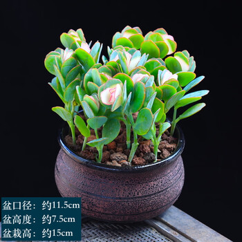 涞思芊【品质保证】贝壳锦多肉植物彩色白姬之舞多肉花卉盆栽成品栽好