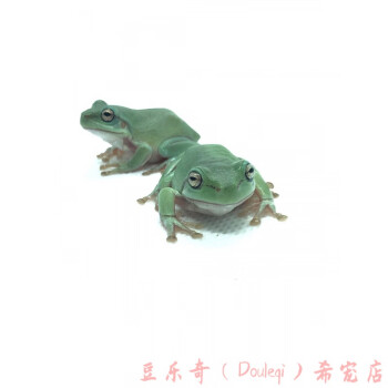 蜗牛青蛙图片- 京东