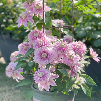 花卉盆栽乌托邦银币阳台四季开花 t4帕特丽夏1颗 复合肥1颗 复合肥 不