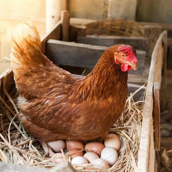 鸡三黄鸡绿壳蛋鸡肉鸡九斤红公鸡仔麻鸡土鸡苗 海兰褐蛋鸡30共发50只