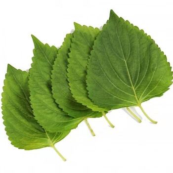 苏子叶1斤韩烤包肉饭鲜苏叶新鲜紫苏叶即食绿色蔬菜当季叶菜蘸酱菜3斤