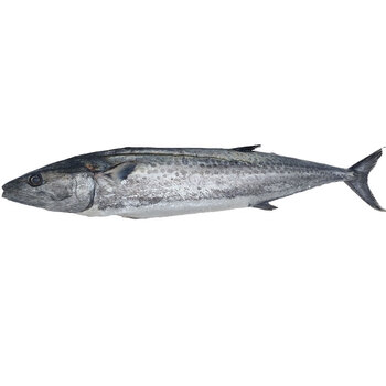 顺丰鲅鱼整条鲜活5斤超大马鲛鱼大鲅鱼新鲜鲜活冷冻整条鲜送礼超朴