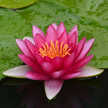 大花睡莲种根带芽水培植物四季荷花盆栽水养碗莲池塘花期带花苞 红色