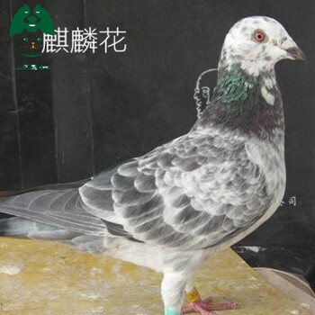 鸽子活体下蛋一对肉鸽白羽王鸽幼鸽青年鸽落地王鸽子活体麒麟花青年鸽一对花鸽子 图片价格品牌报价 京东 鸽子活体下蛋一对肉鸽白羽王鸽幼鸽青年鸽落地王鸽子活体麒麟花青年鸽一对花鸽子 图片价格品牌报价 京东