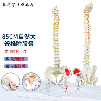 椎体模型品牌及商品- 京东