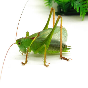 新脱炮筒精品铁皮平谷山青天冿翡翠绿螽斯大肚子叫蝈蝈 鼓翅扎嘴1只