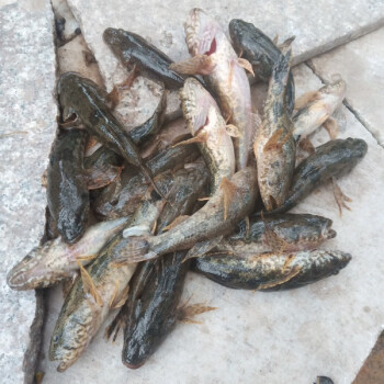 lism正宗呆子魚筍殼魚小河生態塘鱧魚沙塘鱧土步魚虎頭魚鮮活現殺野生