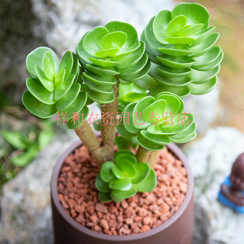 多肉老桩肉肉植物大株胧月金钱木老桩群生罕见多肉植物稀有品种金钱木 高约18cm 裸根不带土 图片价格品牌报价 京东