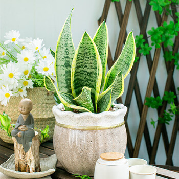 金边虎皮兰盆栽植物室内客厅花卉多肉四季常青好养虎尾兰大型绿植