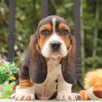 45天质保巴吉度犬幼犬幼崽活体狗狗活体巴吉度颜值s级公