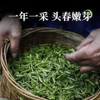第一江南绿茶毛尖特级250g新茶明前茶叶礼盒罐装春茶端午节送礼品