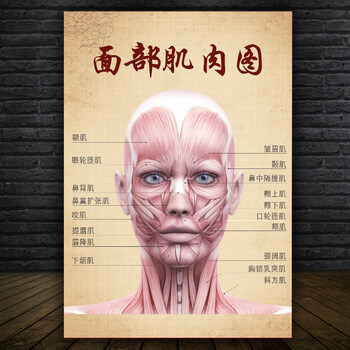 面部肌肉图人体骨骼结构挂图肌肉示意图全身器官穴位图解剖图 4-面部