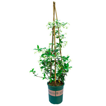 室内外花卉盆栽绿植风车茉莉 30高左右带小土球发货 不含盆