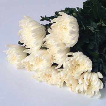 菊花鲜花祭祀云南基地直发新鲜哀悼祭祖扫墓散装花束 20支白菊花