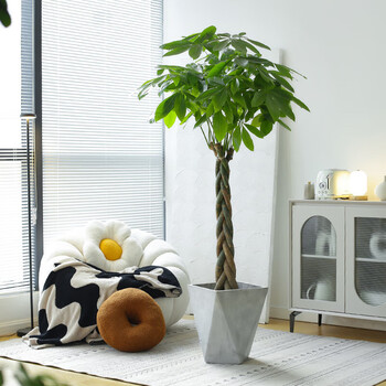 7m辫子发财树 菱形水泥盆 含盆