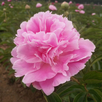 山东菏泽重瓣芍药鲜切花基地直发母亲节花束包邮下单前请查看详情山东