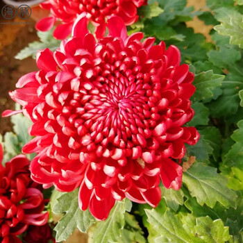 带花苞四季大菊花盆栽菊花荷兰菊四季开花室内庭院花卉 红绣球带花苞