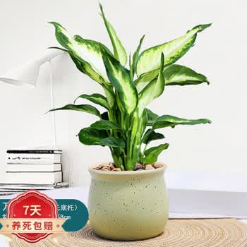 植物万年青图片- 京东