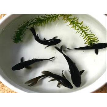 室外练手锦鲤活鱼观赏纯黑色小鱼鱼苗冷水活体黑鱼黑草金912cm五条