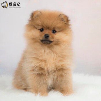 优宠它博美犬活体幼犬茶杯犬纯种宠物狗狗黄色博美狗幼崽球体黄博美俊介犬标准体玩具型杯子狗长不大宠物aaa级公 图片价格品牌报价 京东