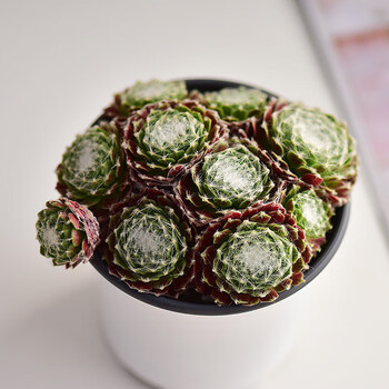 爆盆多肉群生组合植物套装含盆含土种好发货老桩缀化室内盆栽蛛丝卷绢