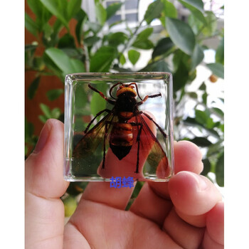 人工琥珀昆虫标本蚂蚁蜂甲虫蝉蝎子蟋蟀幼儿认知玩具小学生物教学胡蜂