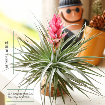 莞鲜空气凤梨净化空气花期无土植物室内客厅盆栽绿植花卉空凤来仪