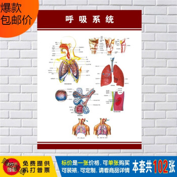 人體肌肉骨骼圖高清海報宣傳貼牆貼呼吸系統圖32寸