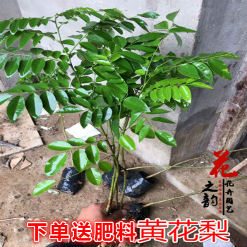 龍辰語正宗名貴樹苗沉香樹苗黃花梨樹苗金絲楠木樹苗沉香苗黃花梨苗黃