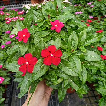 长春花盆栽天天开带花日日春室外庭院阳台植物花期长耐热耐晒 红色大