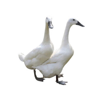 正宗连城白鹭鸭足1年散养新鲜活体现杀农家土鸭子福建黑嘴鸭顺丰2年