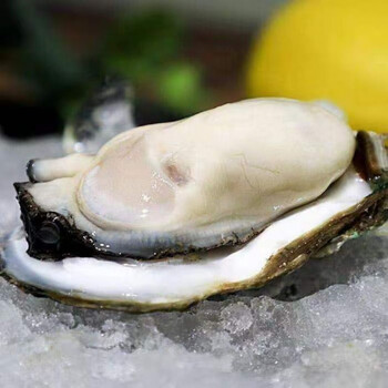 福建生蚝鲜活生蚝肉大牡蛎带壳海蛎子贝类水产网红 【顺丰速运】囎蚝