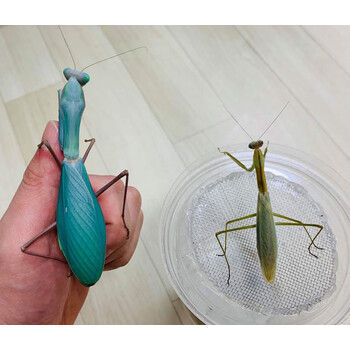 观赏宠物巴布亚斧螳异宠鸣虫爬宠另类螳螂儿童节礼物 4龄