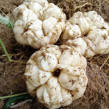 湖南龙山新鲜百合批发大个现挖药食同源多头鲜百合种子种球 新鲜百合1